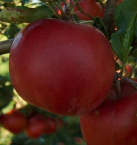 Photo by MarkusHagenlocher via Wikimedia Commons