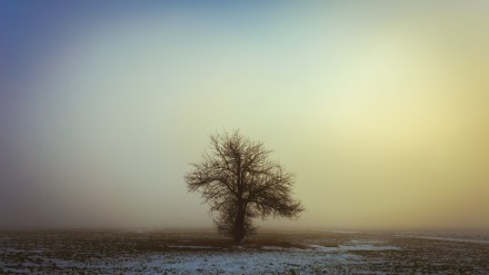Solitary Tree